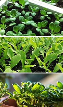 上海青圖片細(xì)節(jié)