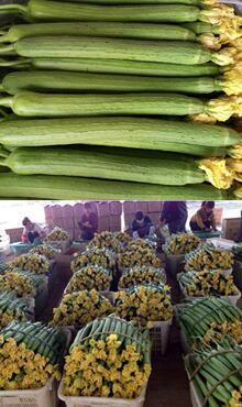 絲瓜圖片細節(jié)